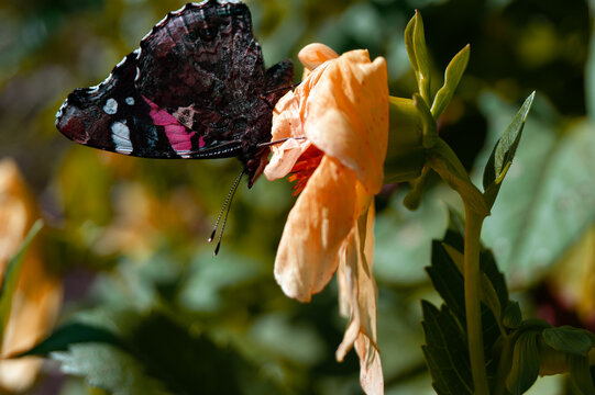 Close-up - a brown butterfly with red, white and black spots sits on a withered Dahlia with orange petals.
