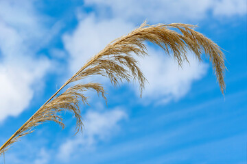 Austroderia richardii an evergreen ornamental grass plant commonly known as Toe toe, Toetoe or...
