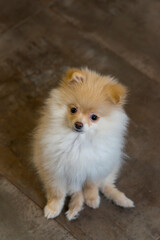 Obraz premium Little Pomeranian puppy. Close up portrait of red pomeranian spitz puppy
