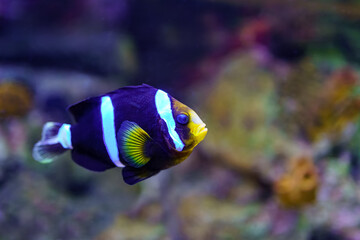 Fototapeta na wymiar Clownfish of colorful colors, swimming quietly among rocks and corals.