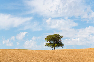 Tree in a field with blue sky und white fluffy clouds