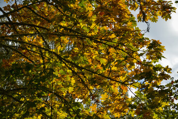 Autumn leaves on the sun. Fall blurred background.