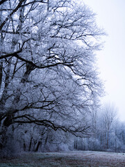 trees in winter