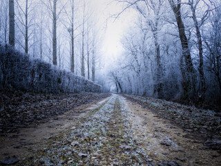 Road in winter forest
