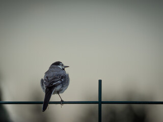 Bergeronnette grise pos&eacute;e sur un fil de fer sur un arri&egrave;re-plan gris