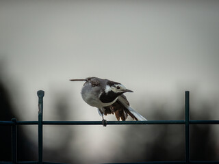 Bergeronnette grise pos&eacute;e sur un fil de fer sur un arri&egrave;re-plan gris