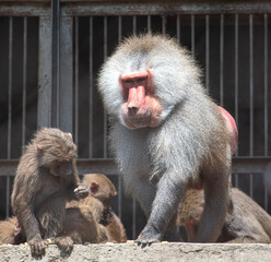 Monkey hamadryas in the park.