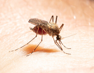 A mosquito drinks blood on human skin.