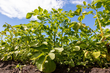 Green potato leaves against the blue sky.