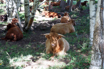 Obraz premium Scottish Highlanders resting in the shade in Vermont