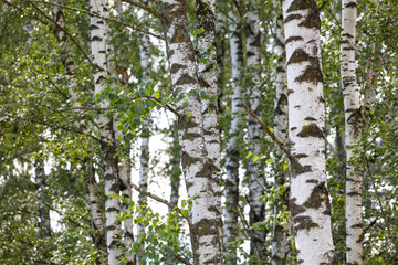 Birch trees in the park in summer.