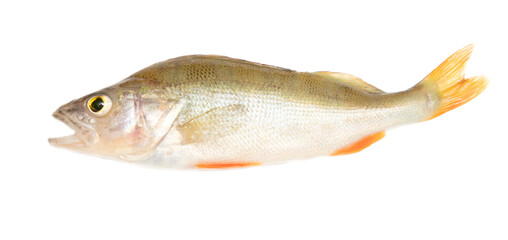 The fish is isolated on a white background.