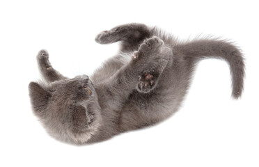 Gray kitten is playing isolated on a white background.