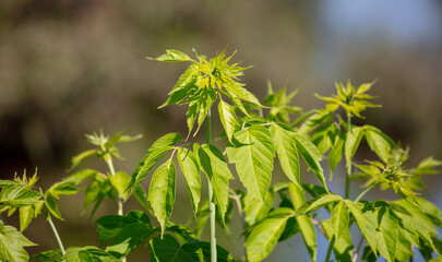 Green leaves on a small tree.