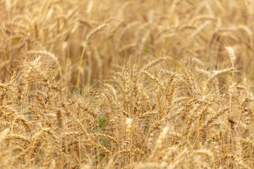 Ripe ears of wheat as a background.