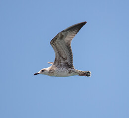 Seagull in flight against the sky.
