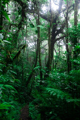 Amazing misty Monteverde cloud forest photographed in Costa Rica. Costa Rica's rainforests are distinguished by their wonderful vegetation. 