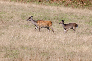 Wild Japanese Sika Deer Hind, Cervus nippon, and baby wandering in Dorset