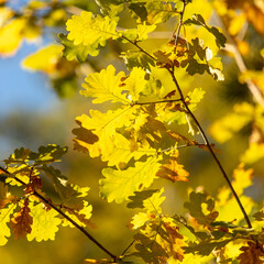 Yellow oak leaves in the forest in autumn.