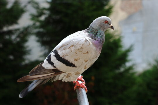 A gray pigeon sits on a pipe