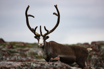 Naklejka na ściany i meble Portrait of a surprised brown reindeer encountered in the harsh landscape of northern Norway