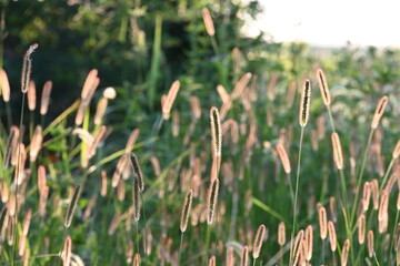 Obraz premium grass in the wind