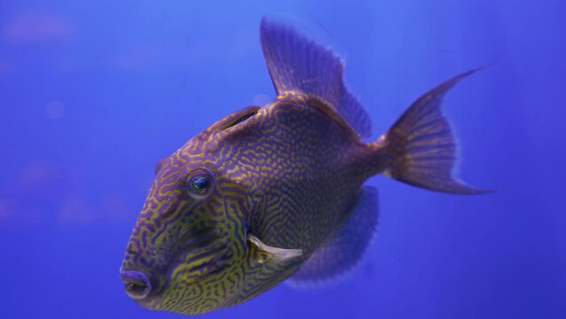 Exotic fishes: Pseudobalistes fuscus swiming in aquarium