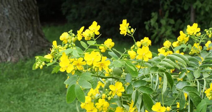 (Senna alexandrina) Alexandrian senna or Khartum-Senna small shrub, bearing pinnate leaves and beautiful yellow flowers on erect stems swaying and trembling in the wind
