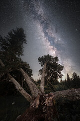 Milky way above trees, summer time, long exposure photography in the mountains