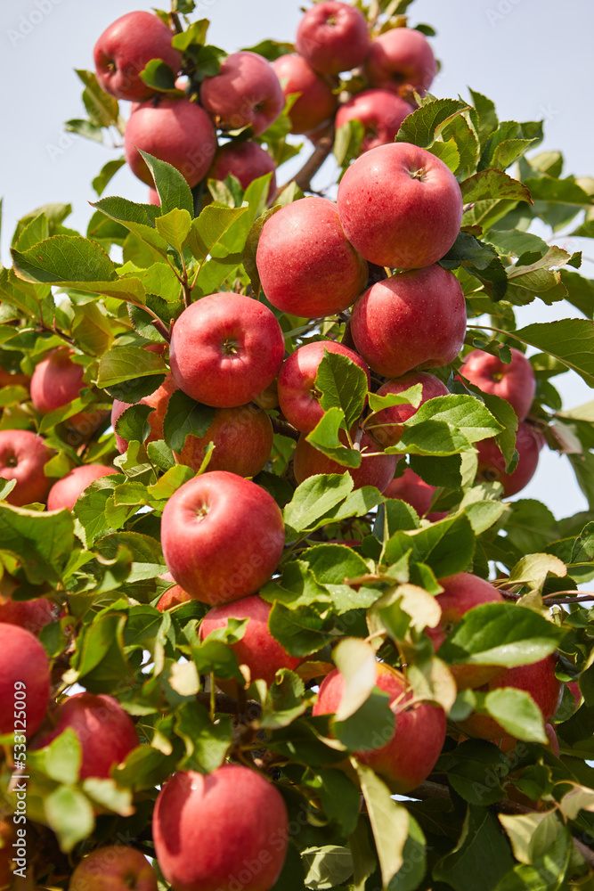 Poster Shiny delicious apples hanging from a tree branch in an apple orchard