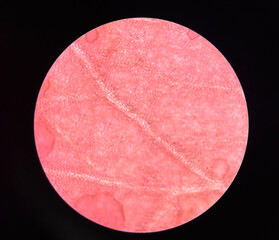 Close up Plants cells rose flowers.