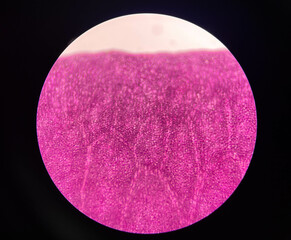 Close up Plants cells rose flowers.