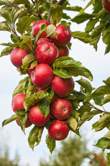 Shiny delicious apples hanging from a tree branch in an apple orchard