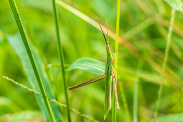草原に緑色のショウリョウバッタ