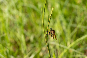 緑の草原に茶色のアブ