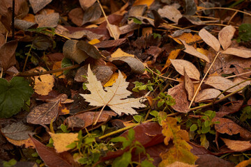 Brown and orange fallen leaves on the ground. Autumn foliage.