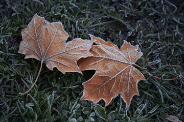 Dry fallen maple leaves with hoarfrost on dark green grass in autumn. November frosts.