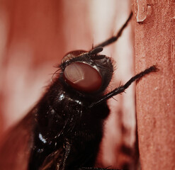 Fly (Calliphoridae) macro closeup of the face.