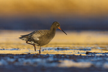 Spotted redshank (Tringa erythropus) walking in the muddy water and looking for food in the wetlands.