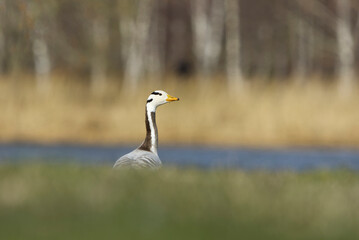 Obraz premium Bar-headed goose (Anser indicus) behind the grass hill.
