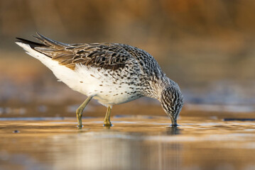 Common greenshank (Tringa nebularia) looking for food with head in the water.