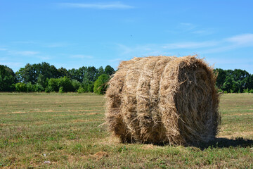 rolled haystack isolated on the agricultural field in sunny day