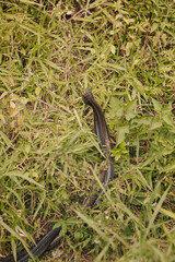 Two snakes mating in the nature near Adam's Peak Sri Lanka