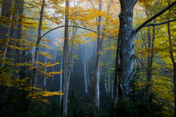 Obraz premium Autumn la Grevolosa forest, Osona, Barcelona, Spain