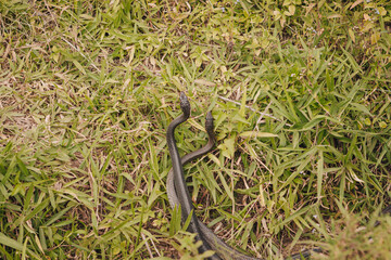 Two snakes mating in the nature near Adam's Peak Sri Lanka