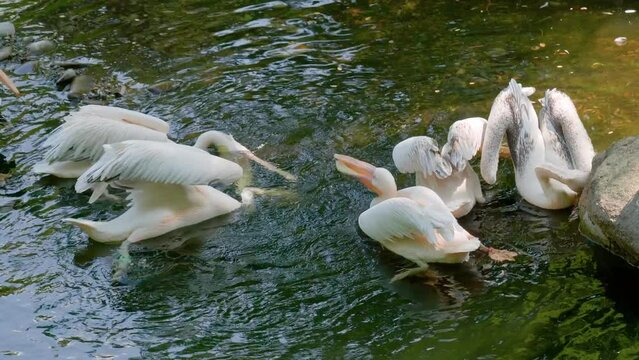 Exotic animals: Pelicans feeding in zoo