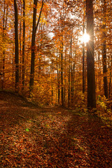 Buchenwälder bei Stolberg (Südharz, Sachsen-Anhalt) zur bunten Herbstfärbung