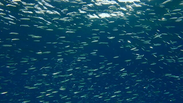 Shoal of Blue sprat, Delicate round herring or blueback sprat (Spratelloides delicatulus). Massive school of small fish swims in the blue water in sunrays (4K-60fps)