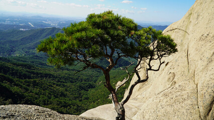 a pine tree between rocks that completes the landscape