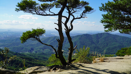 a pine tree between rocks that completes the landscape